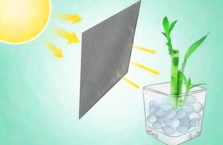 开运竹怎么养才能开花,富贵竹幸运竹怎么摆造型