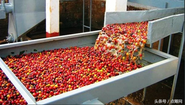 咖啡重度依赖症,咖啡重度依赖者