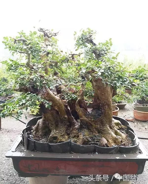 蚊母盆景的养殖方法,盆景中华蚊母的小叶叶片图片