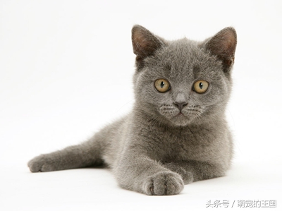 最贵的猫前十名有哪些品种,十种最贵纯种猫