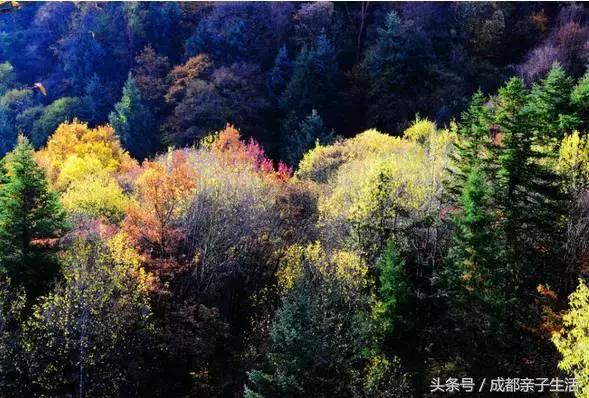 秋看落叶，夏玩水！成都边边观红叶圣地推介