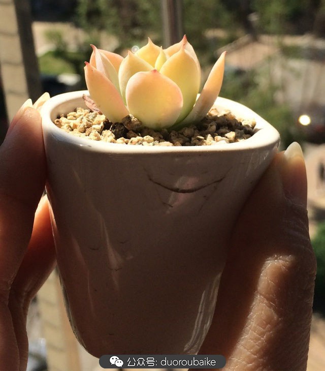 小盆多肉浸盆,小盆养多肉还用陶粒吗
