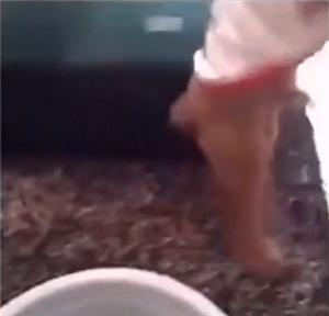 主人嫌弃泰迪狗全身跳蚤,主人嫌弃狗狗脏