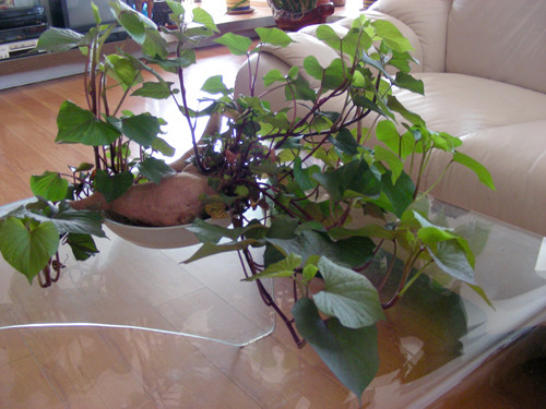 办公室绿植枯萎怎么救,办公室绿植叶子发黄什么原因