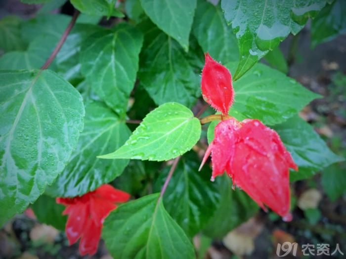 常见野生红花,常见的野红花