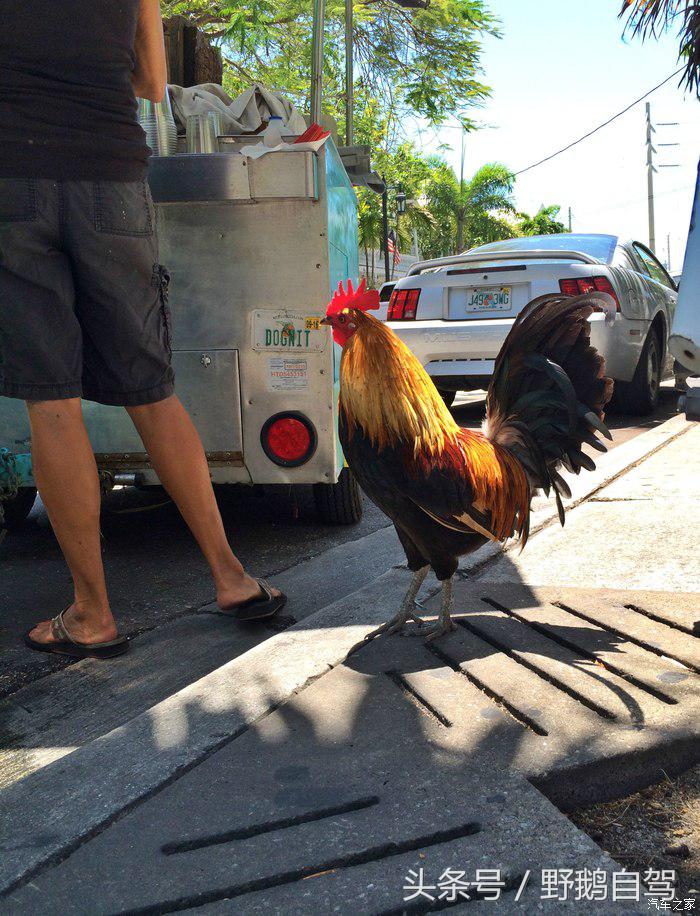 野鹅旅行,野鹅自驾无人区