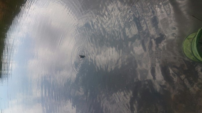 野河野钓小鲫鱼爆盆,山野小城在废弃鱼塘钓鲫鱼