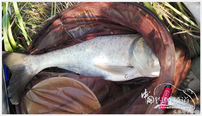 菜地钓鲫鱼绝密技巧,菜地钓白条视频大全