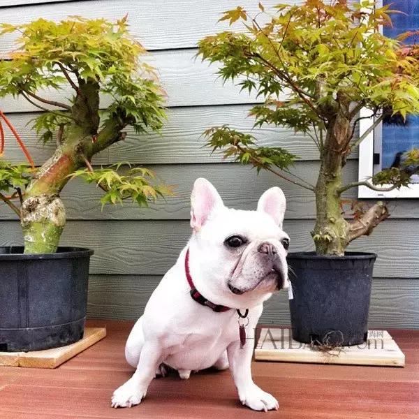 养斗牛犬的基本常识和技巧,养斗牛犬的基本常识有哪些