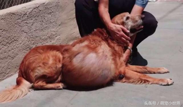 男子肚子大如球,狗狗肚子上有个超大的肿瘤