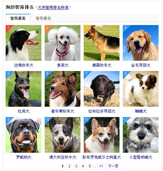 哪种狗狗最聪明又听话,什么样的狗狗聪明又听话