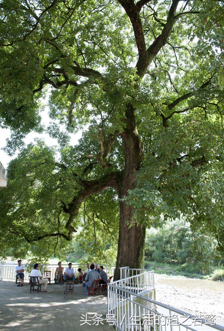 我的家乡崇阳市,家乡美我的故乡原唱