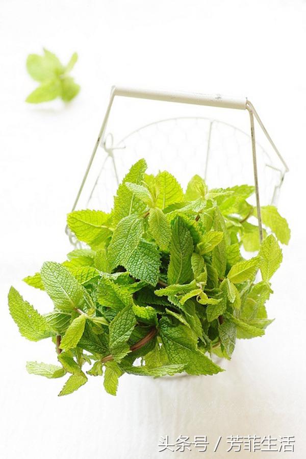 薄荷水培扦插方法全过程,水培植物薄荷