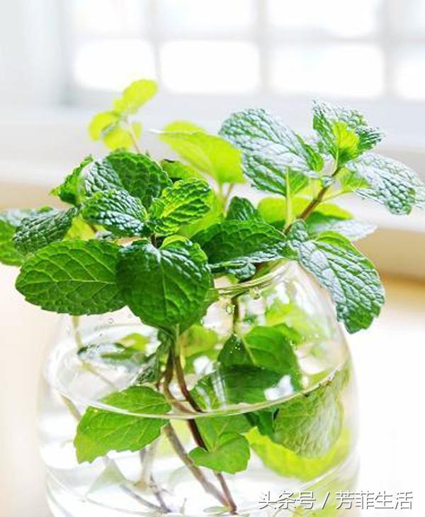 薄荷水培扦插方法全过程,水培植物薄荷