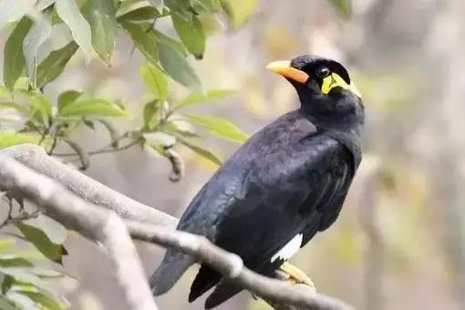 那些年的神级狗狗,那些年养过的电子宠物