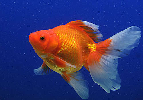 鱼粮该怎样挑选有秘诀,怎么挑选鱼最好方法