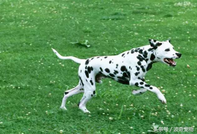 狗狗品种大全图片及简介,狗狗的所有类型品种大全介绍