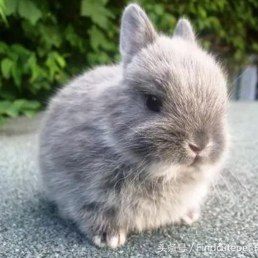 适合5岁小朋友的宠物,最适合五年级小朋友养的宠物