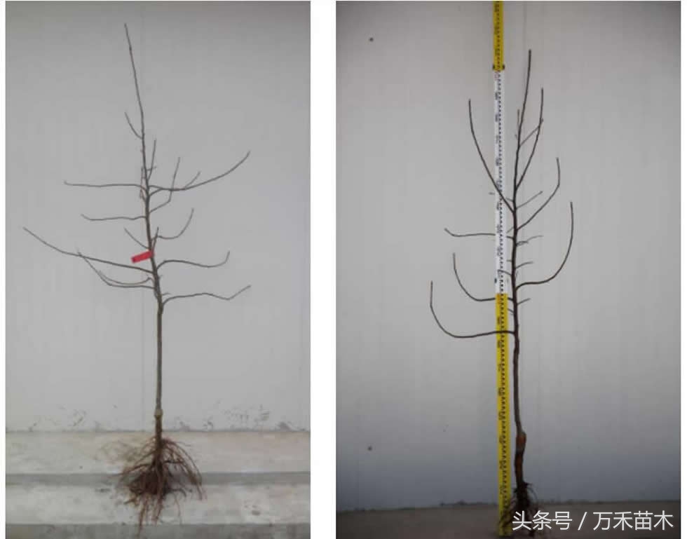 矮化苹果苗建园的步骤,矮化中间砧苹果苗栽植深度