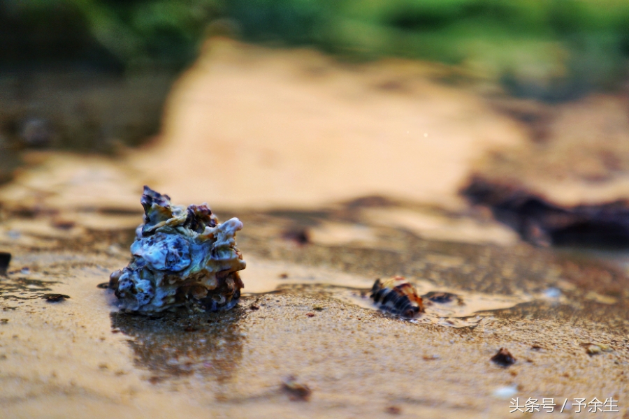行麦径风景时宿轻沙绵风中