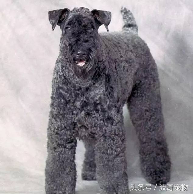 狗狗品种大全图片及简介,狗狗的所有类型品种大全介绍