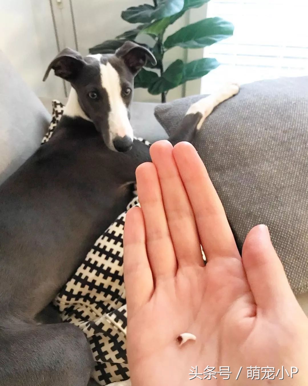 狗狗换牙期间不爱吃饭怎么办,狗狗换牙期间到处咬怎么处理