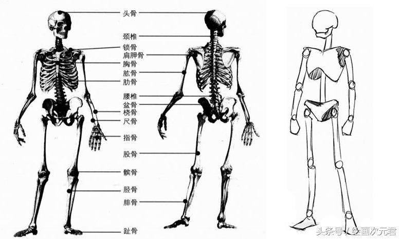 画好的人体结构画法,人体结构与动态基础教程