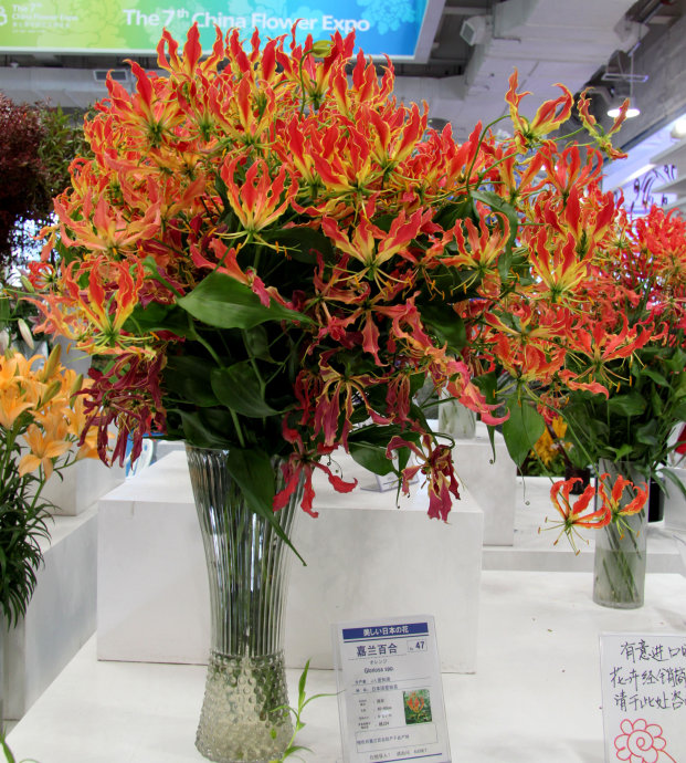 种球一年四季开花品种有哪些,硬根花卉种球大全图解