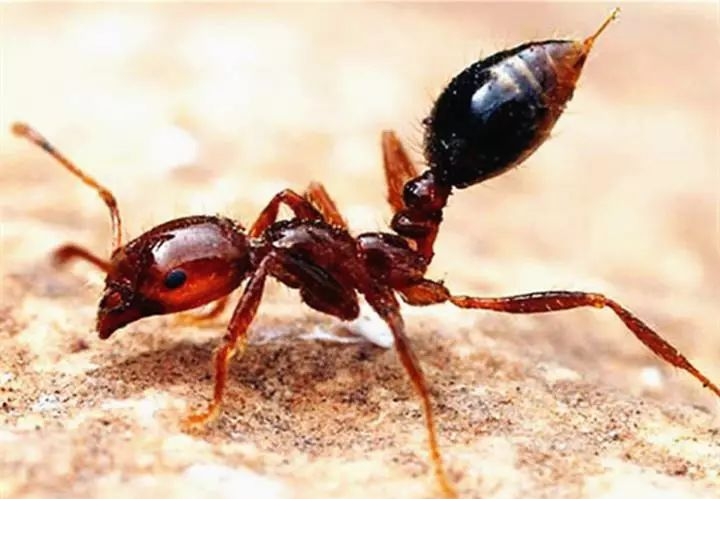 还有比红火蚁最可怕的蚂蚁吗,比红蚂蚁还可怕的蚂蚁是什么