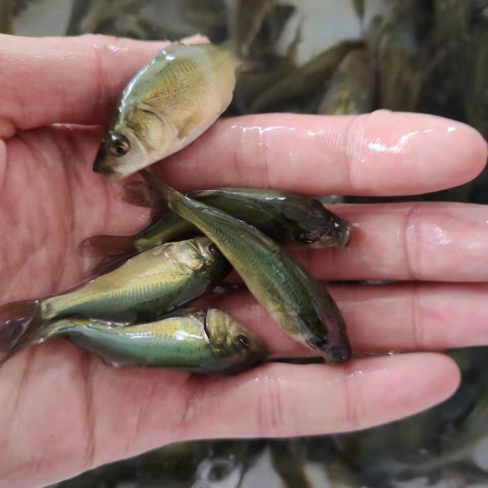 湟鱼洄游过程,湟鱼洄游障碍