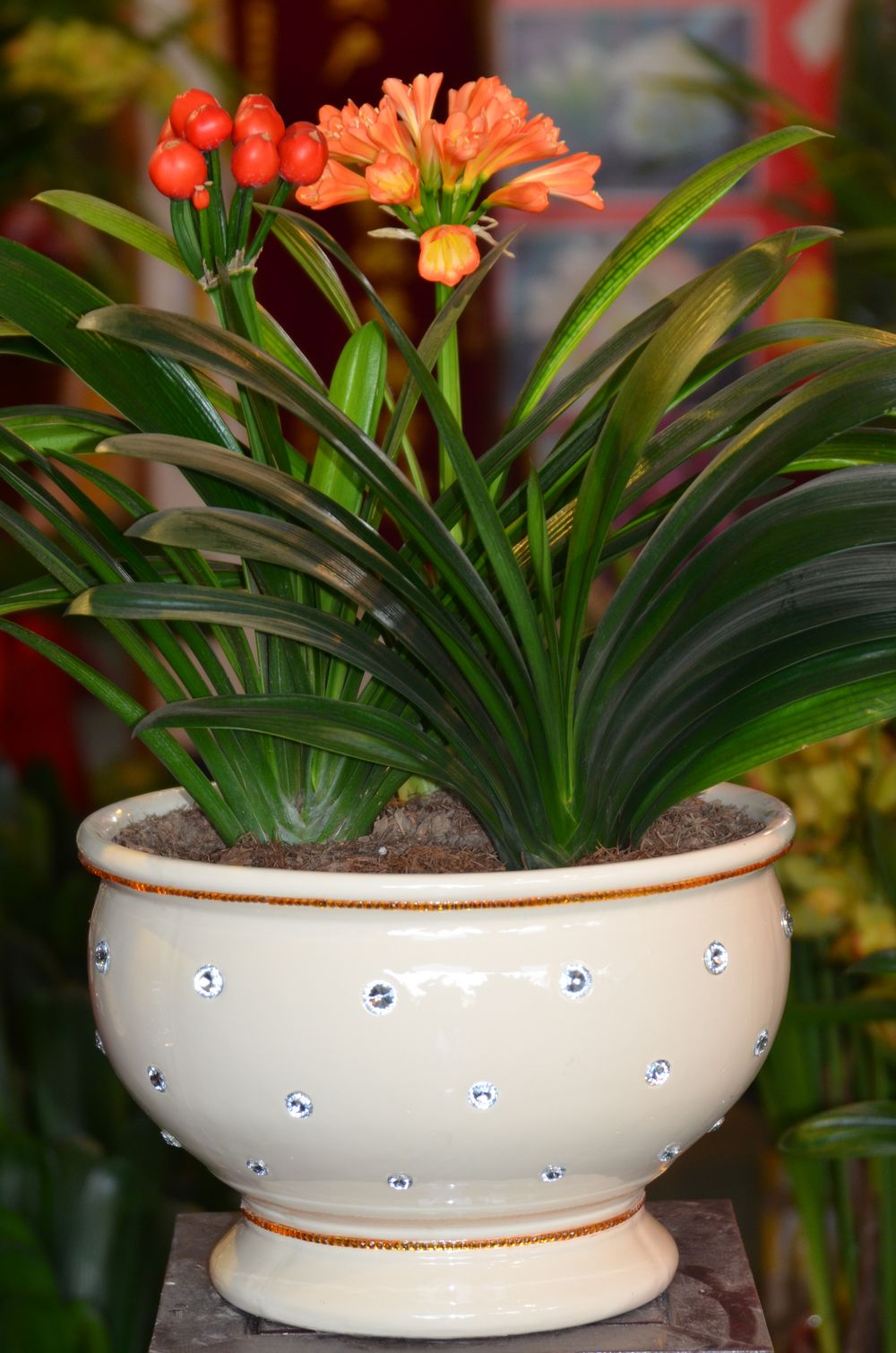 九种吉祥树越老越值钱越养越富贵,10种富贵花卉