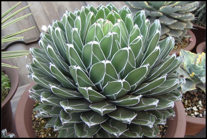 祥龙镇宅,3种开运花旺财又旺家