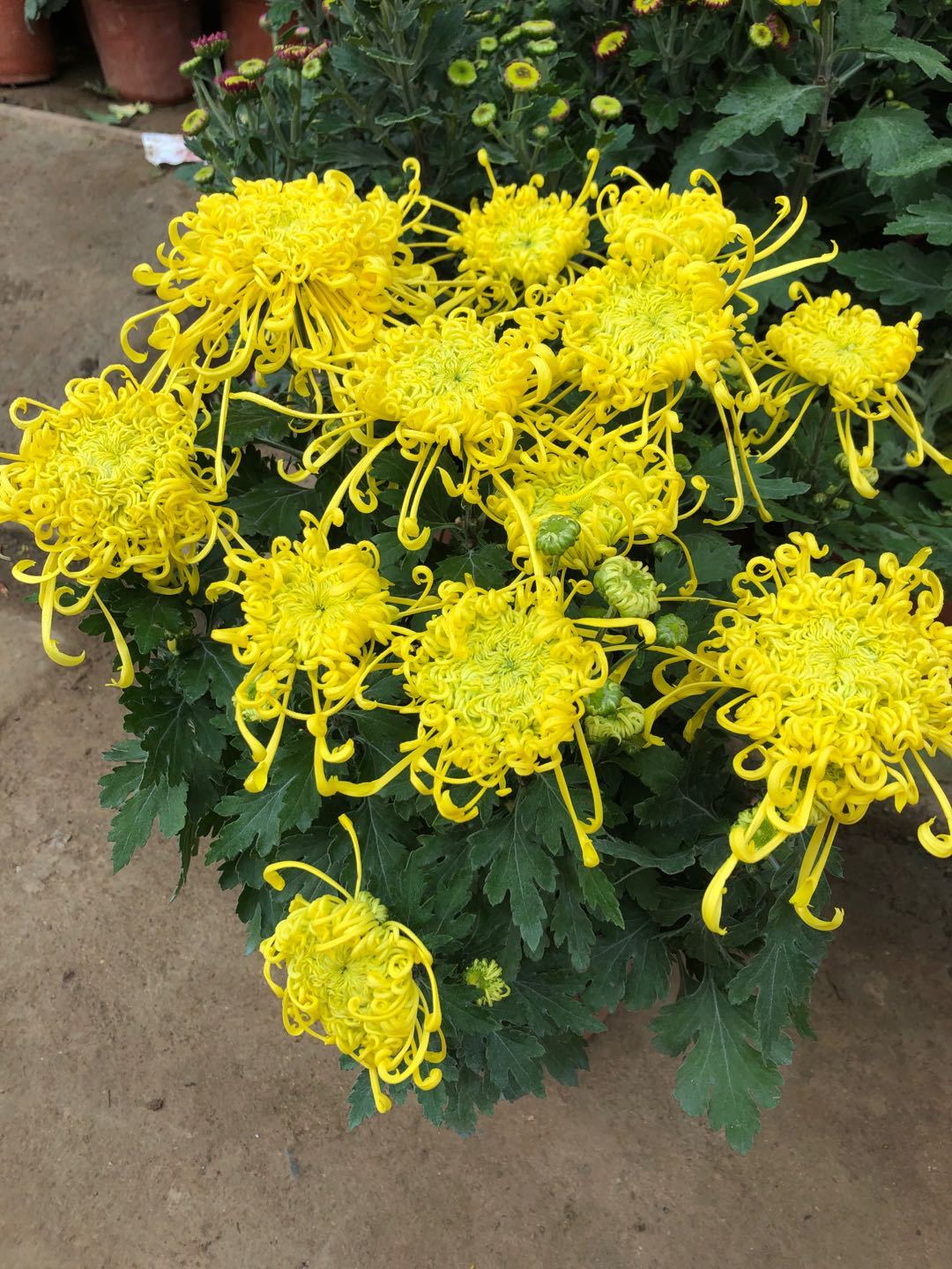 九种吉祥树越老越值钱越养越富贵,10种富贵花卉