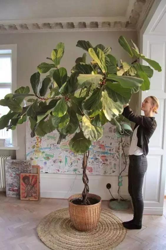 9种“健康花”,客厅一放,吸废气又高档,旺家更旺人