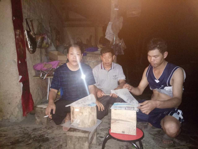 入侵海外的魔王，竟是云南人的宠物？三针能蛰死牛还被大量养殖