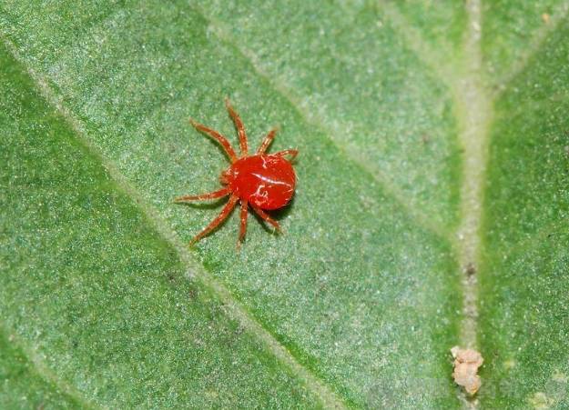 养花中出现小黑飞蚊怎么消除,养花有小黑飞怎么办