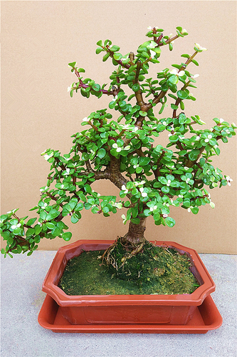 富贵花哪种最好养,4种富贵花华丽大气