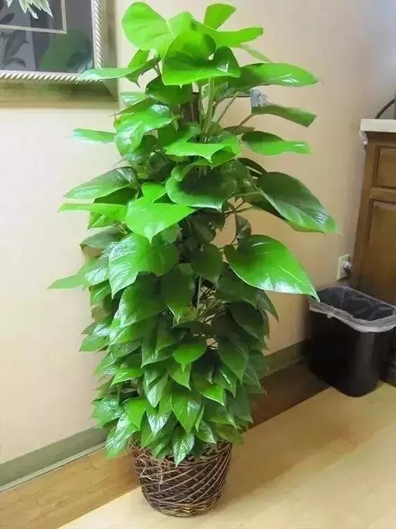 一盆绿萝就能让房子洋气到不行,绿萝改造大房子