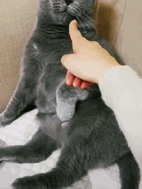 再生气也不能打猫的四个部位,再生气也别打猫的四个部位