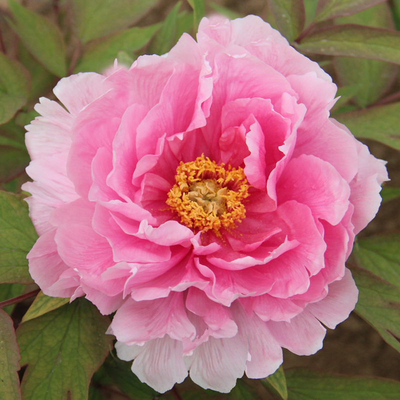 九种吉祥树越老越值钱越养越富贵,10种富贵花卉