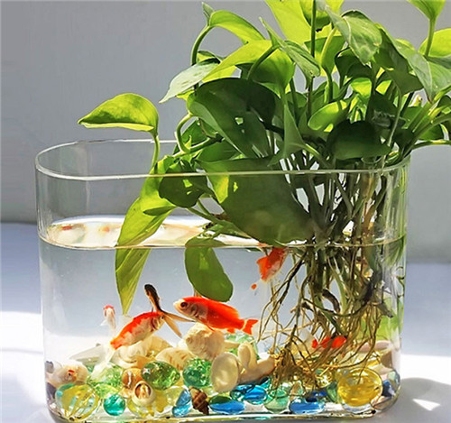 一盆绿萝就能让房子洋气到不行,绿萝改造大房子