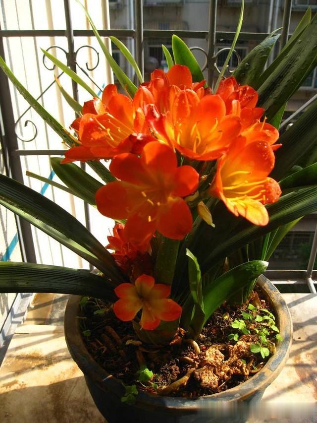 君子兰怎么养才能长得快又茂盛,君子兰怎样才能养出精品