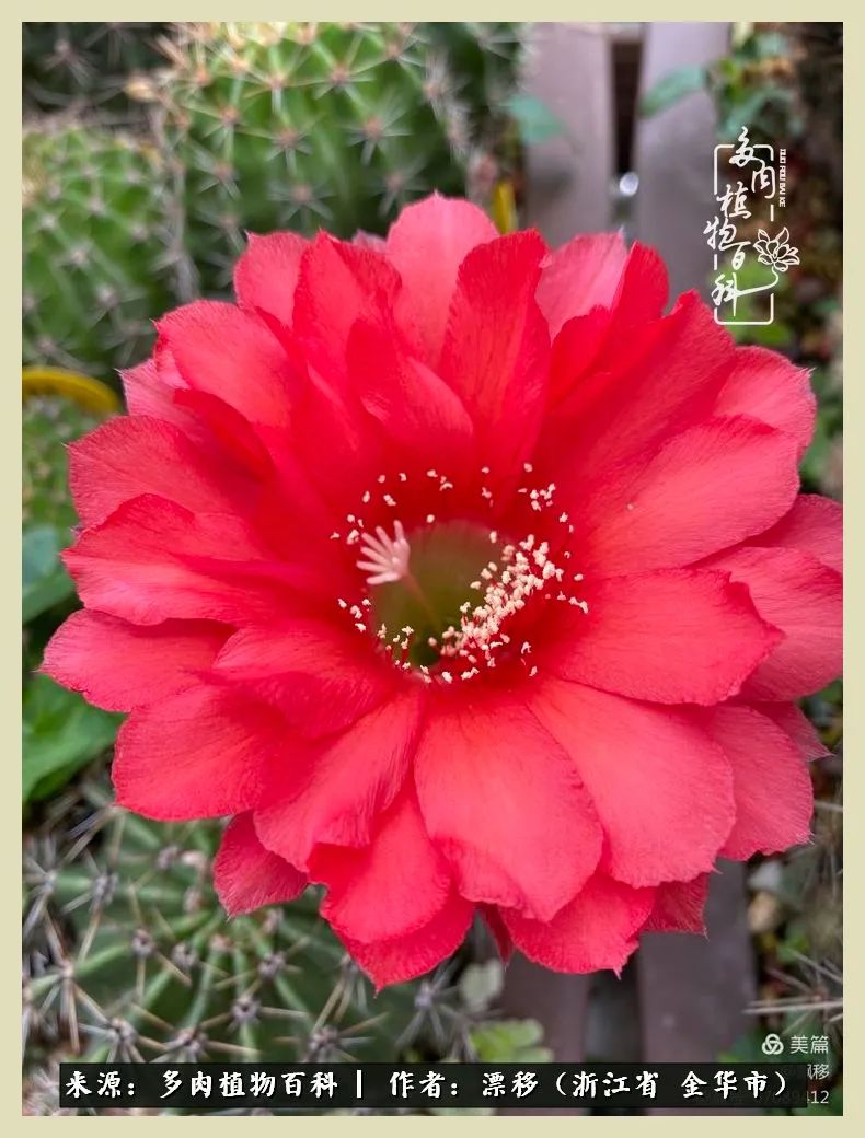 仙人球开花并散发着香味,仙人球花盛开吐露芬芳