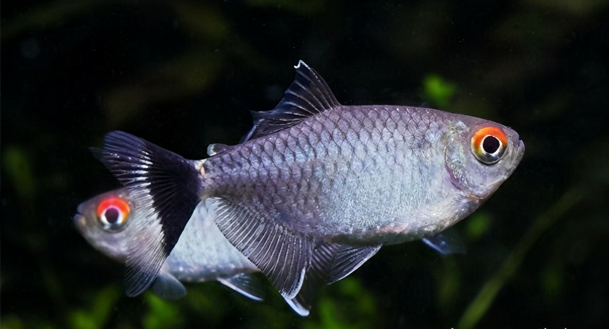 观赏鱼用什么水草养最合适,水草鱼缸养灯鱼要制氧吗