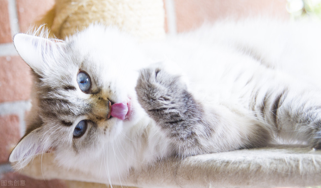 夏天猫咪掉毛有什么机器处理,猫咪老是掉毛吃猫用卵磷脂有用吗