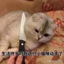 宠物整形有多可怕,宠物美容修脸