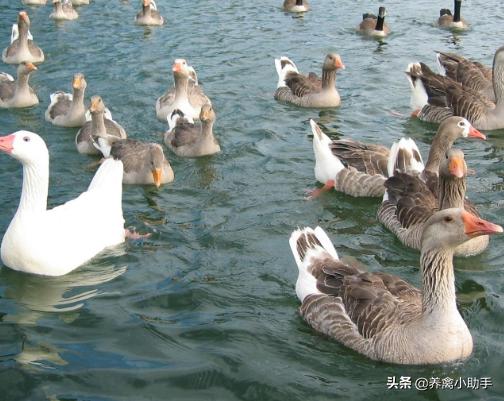 圈养蛋鸭怎么提高产蛋率,养鸭怎么提高质量
