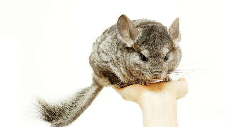 养仓鼠改掉咬笼子的这个坏习惯,仓鼠咬笼子嘴巴出血怎么办