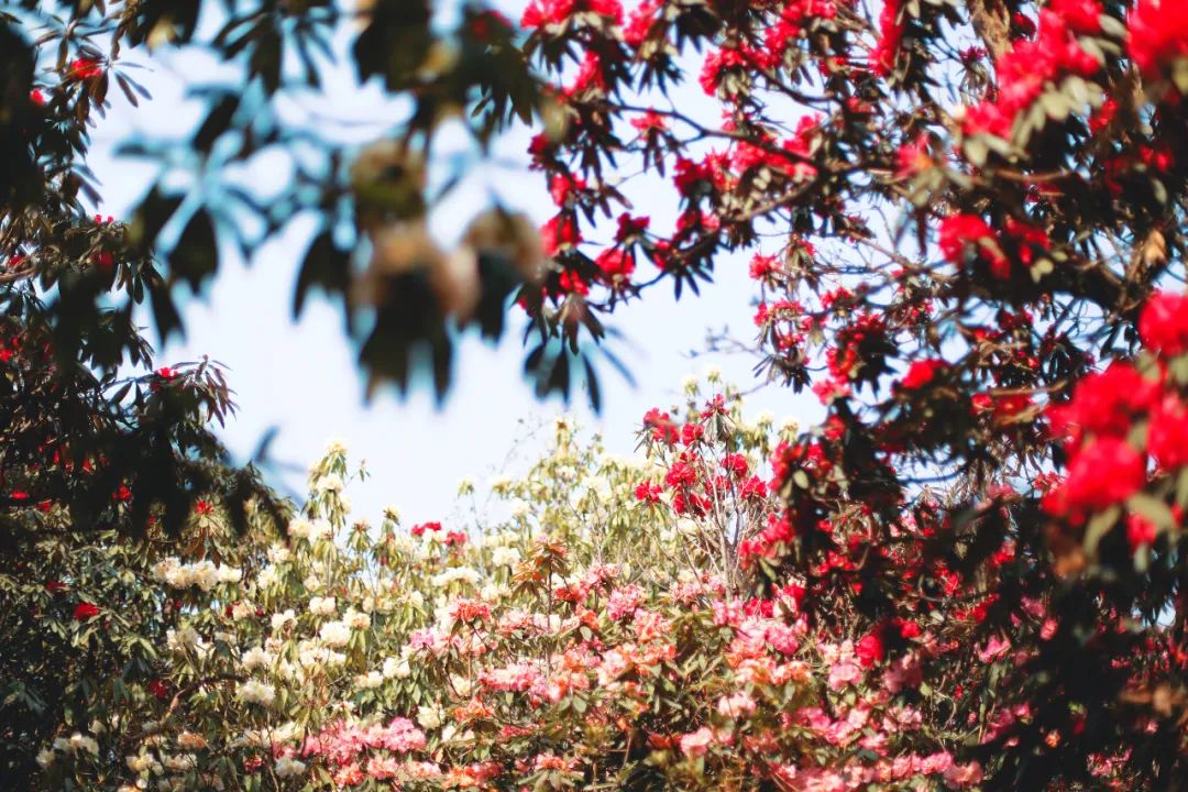 贵州有好多景点,贵州今年比较火的景点
