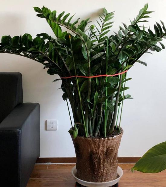 养金钱树小苗怎么施肥,养金钱树防烂根黄叶